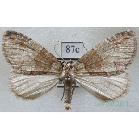 Hydriomena ruberata (Freyer, 1831) Czech87c